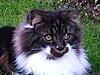 Been a while-cats-042.jpg