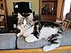 Max, my first Maine Coon-375576_10151126709494369_918679326_n.jpg