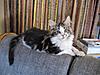 Max, my first Maine Coon-max-2.jpg