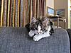 Max, my first Maine Coon-max-3.jpg