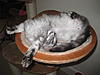 Who said it's a dogs life???-img_4592.jpg