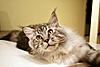 My Cat's Ancestry-longfellow-6-months-5-small-file.jpg