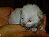 Buffy's New arrivals-tiberius.jpg