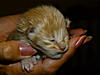 Buffy's New arrivals-claudius.jpg