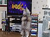 Things your cat makes you watch...-100_2505.jpg