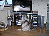 Things your cat makes you watch...-100_2507.jpg