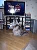 Things your cat makes you watch...-100_2511.jpg