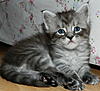 Introducing .....-archie-4-weeks-old-4-.jpg