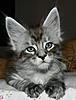 Click image for larger version. 

Name:	Archie 6 weeks old.jpg 
Views:	30 
Size:	88.6 KB 
ID:	6511