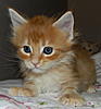 Click image for larger version. 

Name:	Lily Mae 4 wks old.jpg 
Views:	25 
Size:	87.1 KB 
ID:	6512