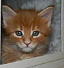 Click image for larger version. 

Name:	Lily Mae 4 wks.jpg 
Views:	26 
Size:	77.9 KB 
ID:	6513