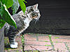 Electra's first garden adventure-electra_among_leaves.jpg