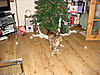 Maine coons and Christmas + Marshall update-xmas-tree.jpg