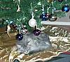 Maine coons and Christmas + Marshall update-dscn1005.jpg