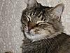 Ran-Gan, The Young Maine-Coon-sany0004.jpg