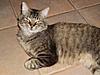 Ran-Gan, The Young Maine-Coon-sany0002sm.jpg