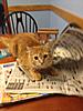 Pipistrelle is booked in for her spay!-ginger-news.jpg