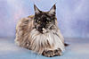 Ruskita Ruby Blue has a show brag.........-goe-moulton-3-9.jpg