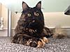 Some pics of my bundle of fur-2013-06-27t10-20-05_9.jpg