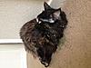 Some pics of my bundle of fur-2013-09-03t20-15-20_3.jpg