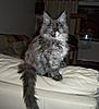 Some pics of my bundle of fur-100_0162.jpg