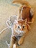 Kneading??-ginger-yarn-queen.jpg