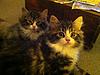 Are these Maine Coons? Pic attached.-photo.jpg