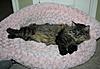 My sweet girl Hootie - what a doll!-hootie-pink-bed.jpg