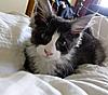 My new Maine Coon kitten - Lily-hurumf.jpg