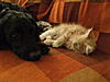 Cats and Dogs-dscf2368.jpg