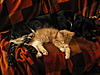 Cats and Dogs-img_0006.jpg