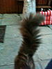 Louie's pipe cleaner has grown a bit-img_0161_2.jpg