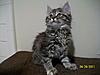 New furry friend! Maine Coon or Siberian mix???-100_2216small.jpg