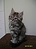 New furry friend! Maine Coon or Siberian mix???-100_2219small.jpg