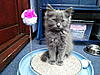 2 New Kittens-20120610_183714.jpg