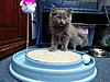 2 New Kittens-20120610_182839.jpg