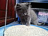 2 New Kittens-20120610_182953.jpg