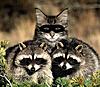 Saw a real Coon-funny-animals-141-2.jpg